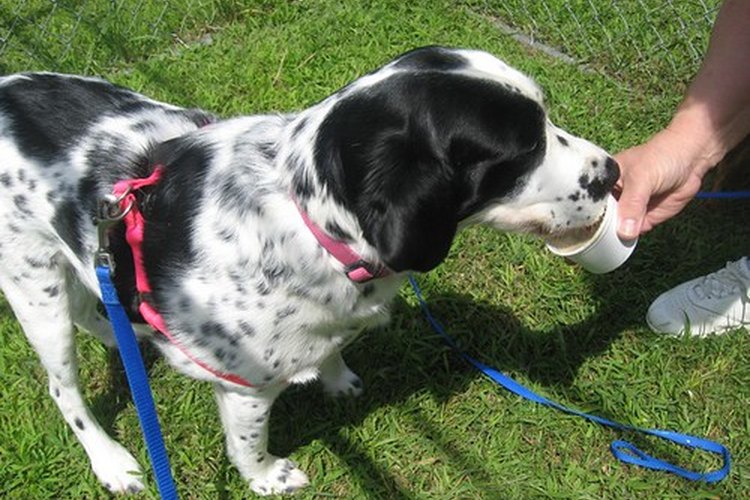 Los productos lácteos no suelen ser buenos para los perros.