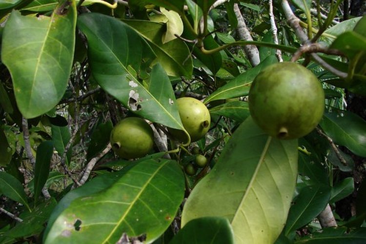 Árbol de aguacate con fruta.