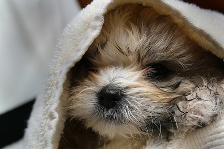 Cachorro Shih Tzu,