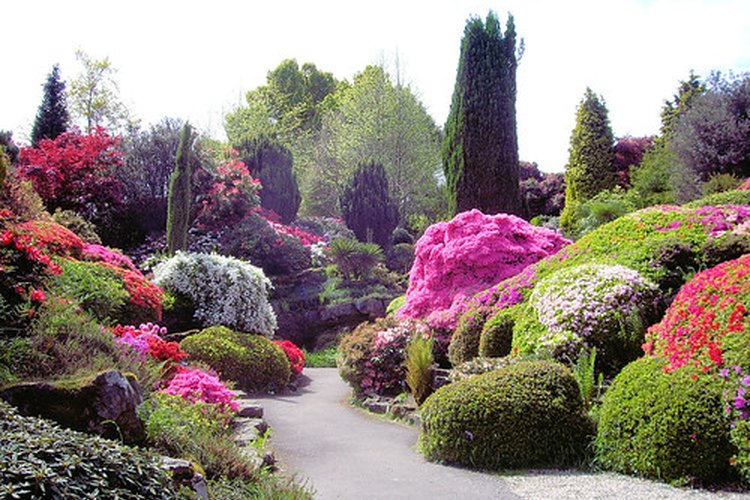 Las azaleas se utilizan comúnmente para decorar jardines.