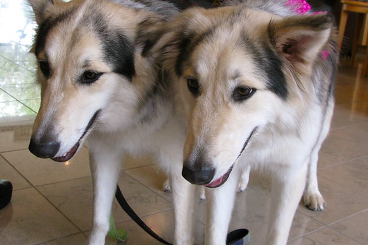 Los perros pueden desarrollar erupciones en las orejas.