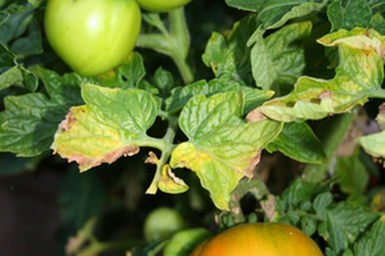Hay un gran espacio de tiempo entre que las plantas de tomate son semillas y dan frutas.