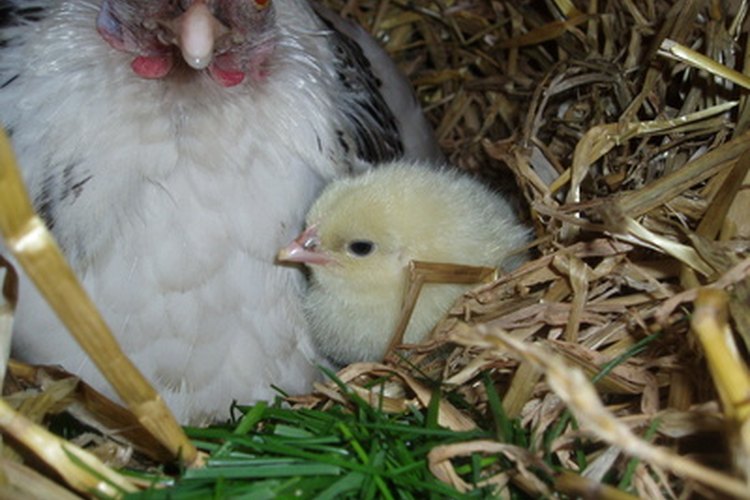 Una gallina y polluelo Sussex.