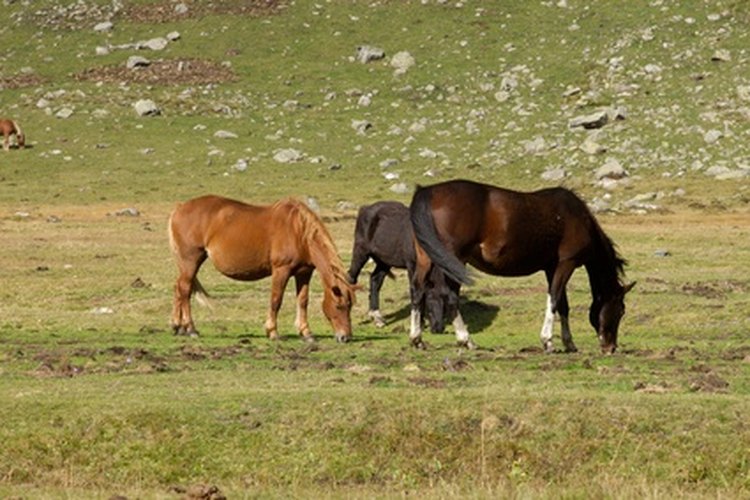 Al planear un viaje a caballo, ten en cuenta el tiempo para que descansen y coman.