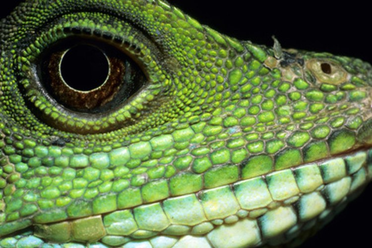 La piel de las aves y reptiles está cubierta de varias formas de escamas.