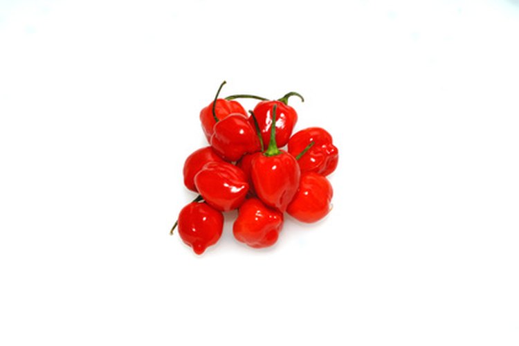Chile habanero.