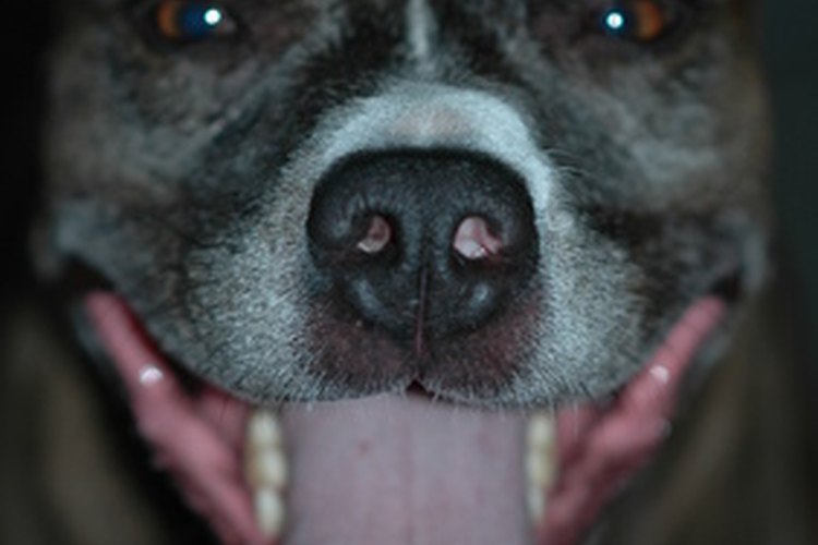 Un perro necesita que inspecciones su boca para ver si tiene problemas dentales.