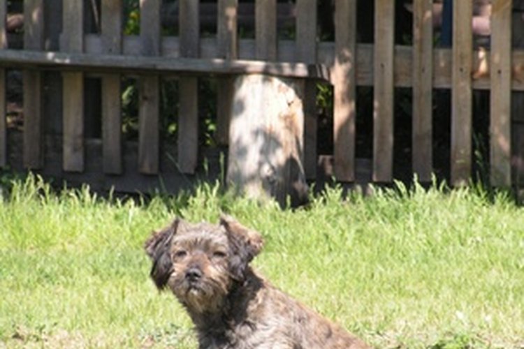 Una cerca alta y segura puede mantener a tu perro en el jardín.