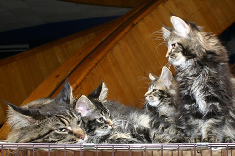 Las gatas suelen estar embarazadas entre 57 y 70 días.