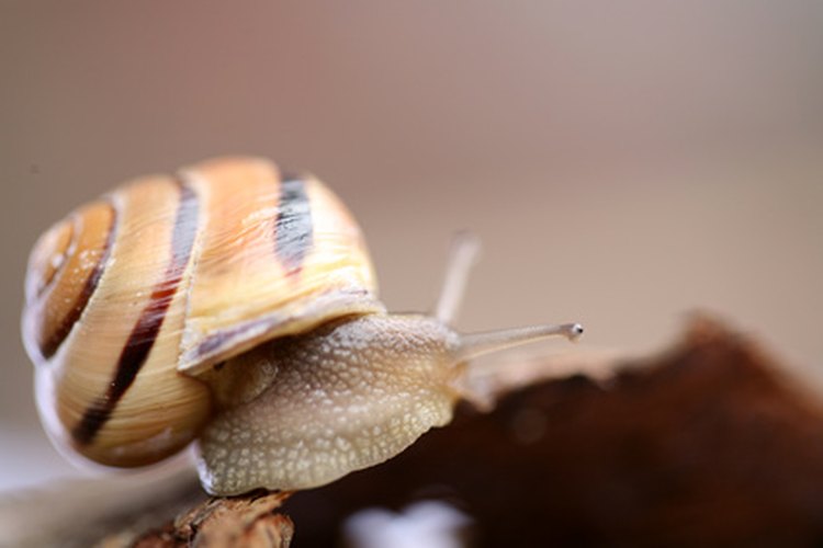 Los caracoles controlan las algas en tu acuario de betas.