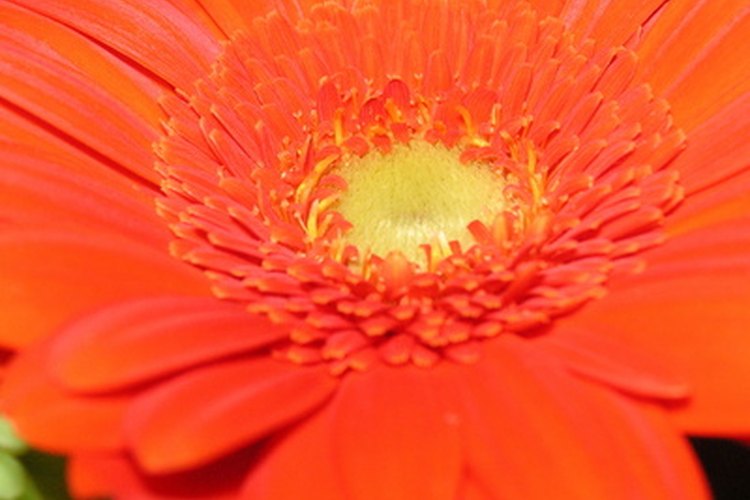 Zinnia