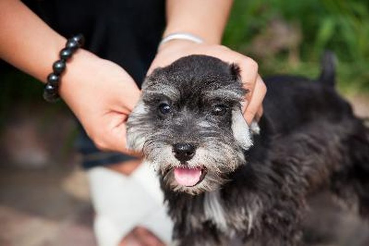 Es importante tener a tu mascota revisada por un veterinario en cualquier momento.