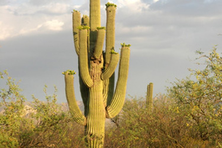 El saguaro glorioso.