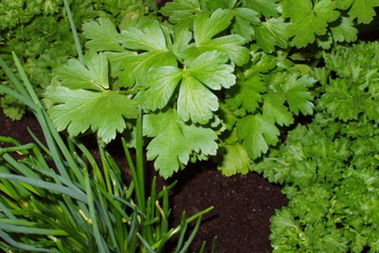 Las hierbas son excelentes plantas de recipiente.