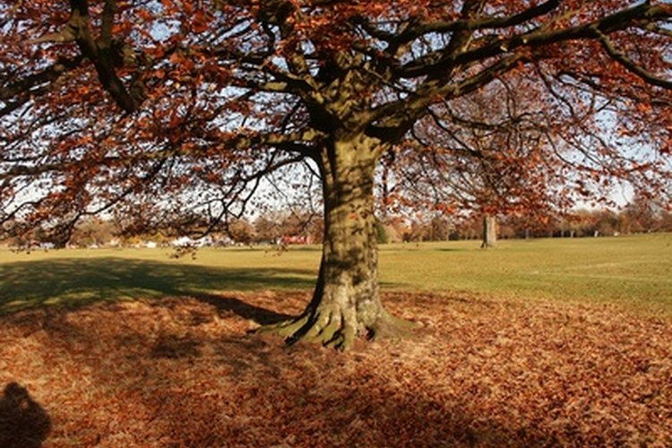 Usa un árbol imaginario para la visualización de conexión a tierra.