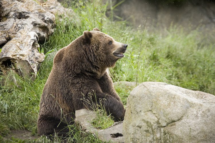 Los Plotts pueden rastrear y arrinconar a sus presas para cazar animales grandes.