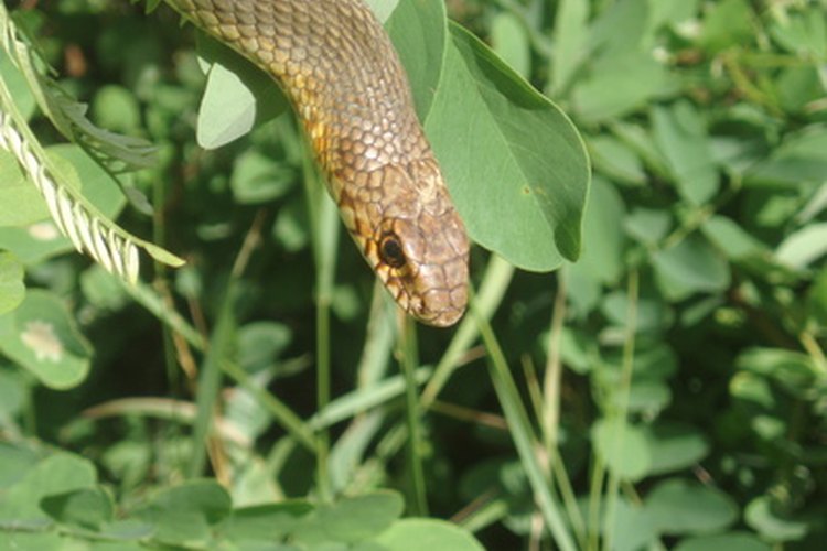 La serpiente de hierba come una variedad de alimentos para crecer y mantenerse sana.