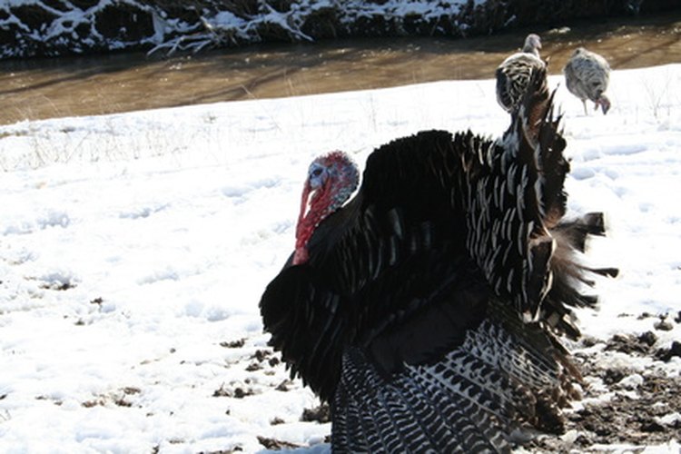 Los pavos ponen pocos huevos, así que generalmente so usados para producir nuevos pavos más que para comerlos.