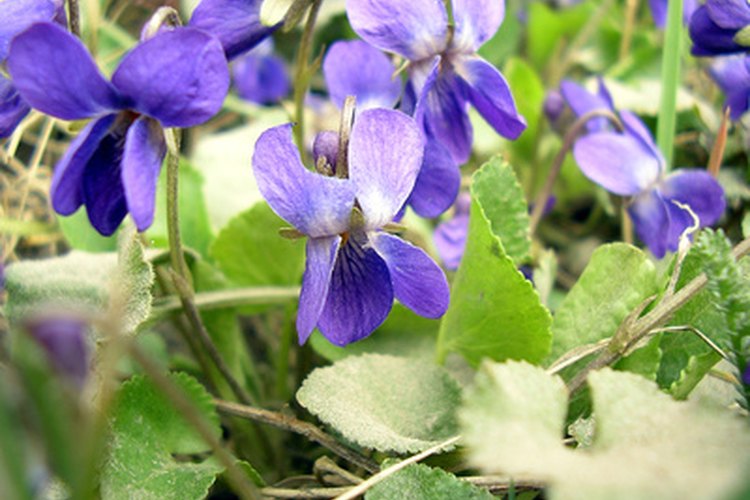 Las violetas han tenido un significado para nosotros a lo largo de la historia.