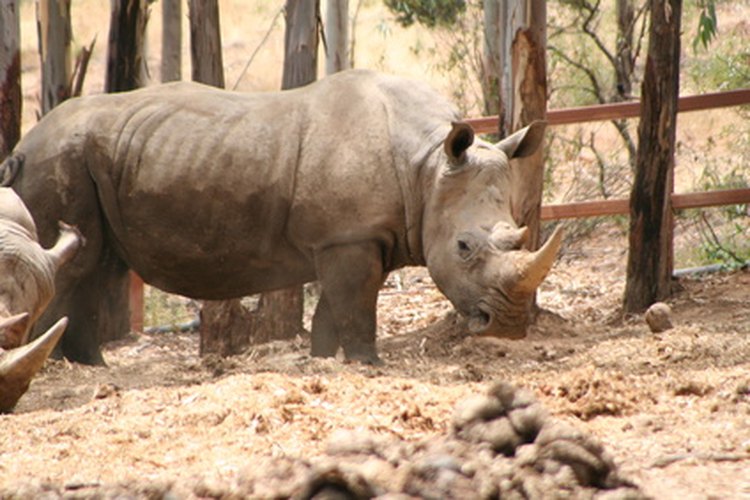 Los rinocerontes están en el borde de la extinción debido principalmente a la caza furtiva.