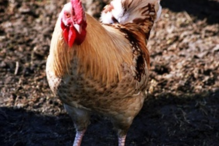 La diarrea de los pollos puede ser peligrosa y alarmante.