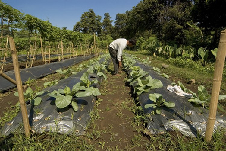 El USDA supervisa la producción agrícola de Estados Unidos.
