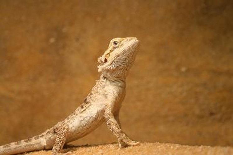 Ciclos de vida de los reptiles.