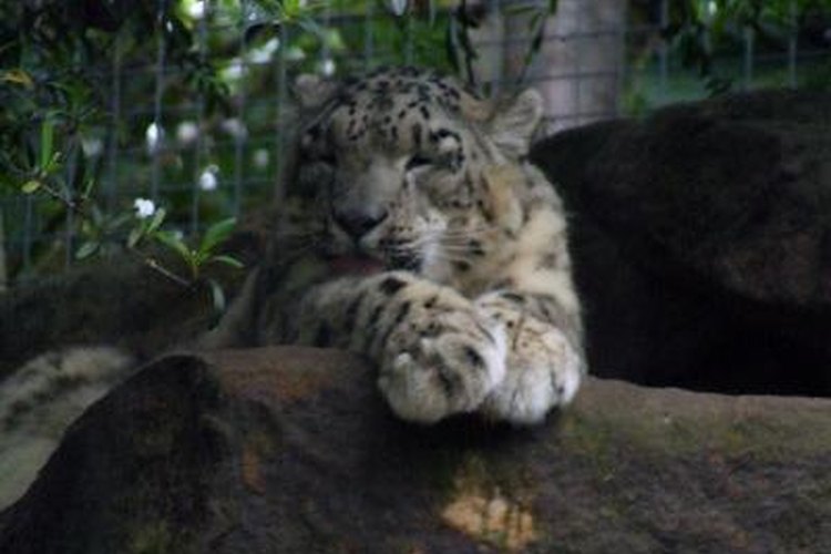 Sigue estos pasos para cuidar a tu leopardo de mascota.