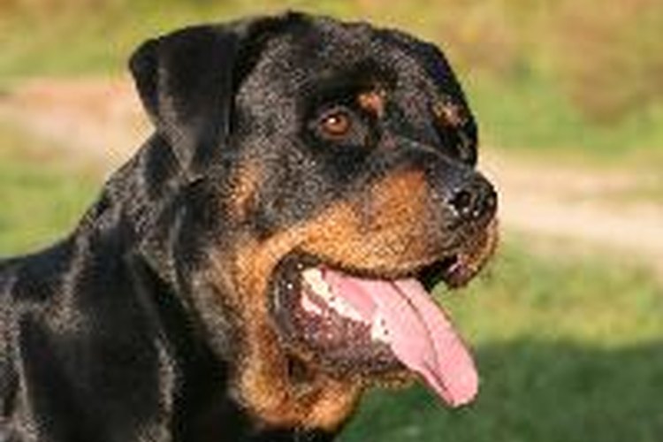 Rottweiler.