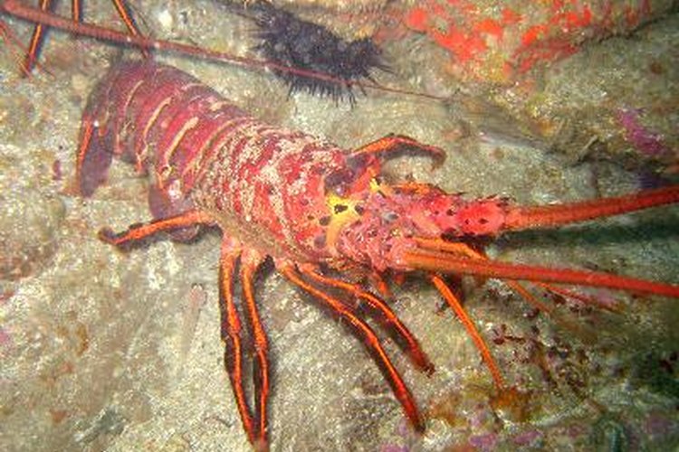 Aunque son atrapadas en diferentes costas, las langostas de Maine y las canadienses son en realidad la misma especie de langosta americana.