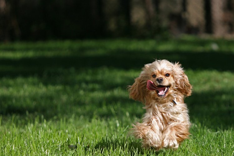 Cocker spaniel.