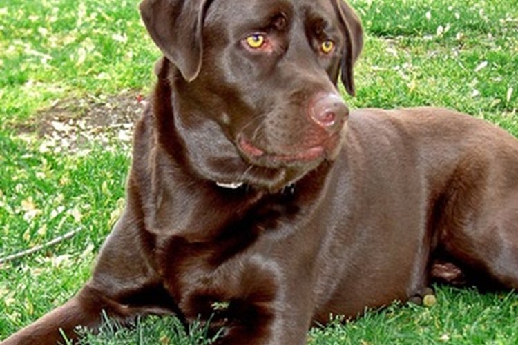 La salud, edad y nivel de actividad, afectan las necesidades nutricionales de un perro.