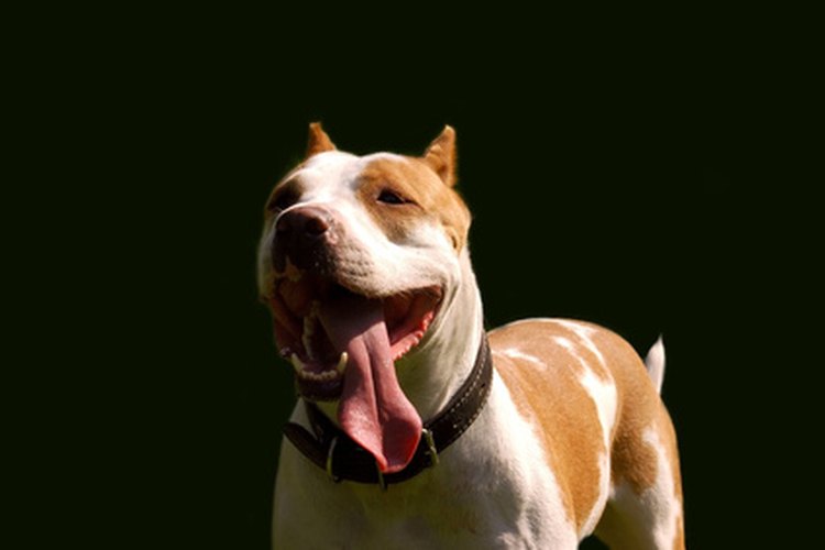 Los perros y la miositis masticatoria.