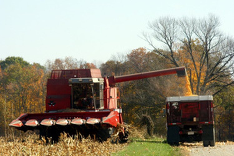 Los camiones de grano transportan la cosecha de los campos a las unidades de almacenamiento.