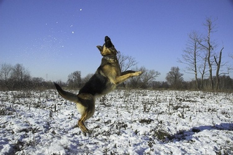 El sistema muscular de un perro genera actividad.
