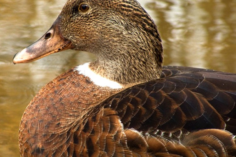 Los patos eider producen plumón cómodo.
