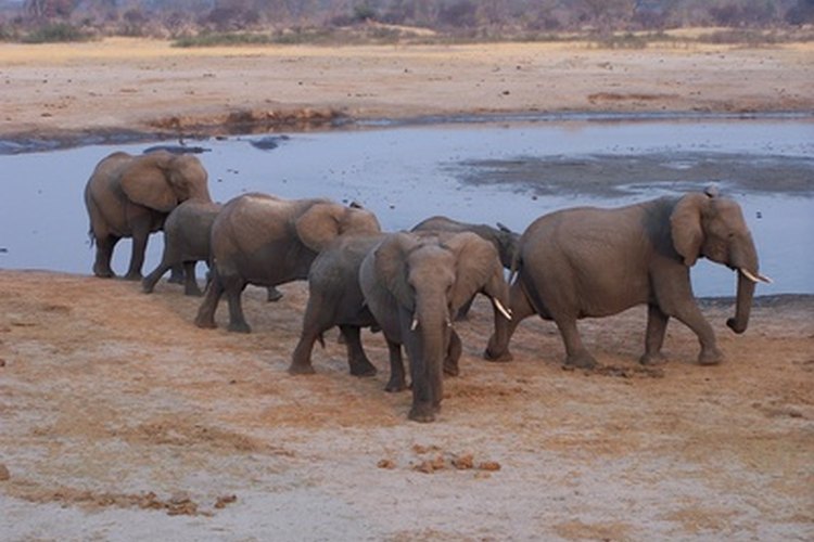 En el 2003, Zoogoer estimó la existencia de solamente 30,000 a 40,000 elefantes asiáticos en el mundo.