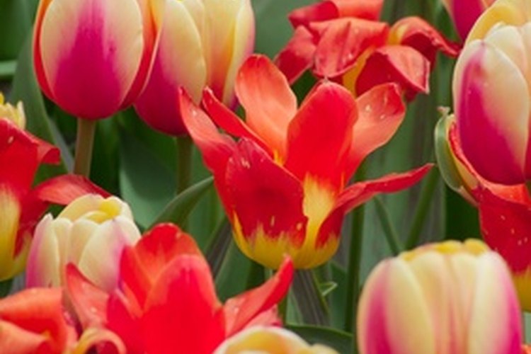 Desde que fueron introducidos a Holanda en el Siglo XVll, los tulipanes han encantado a los jardineros de todo el mundo con su belleza.