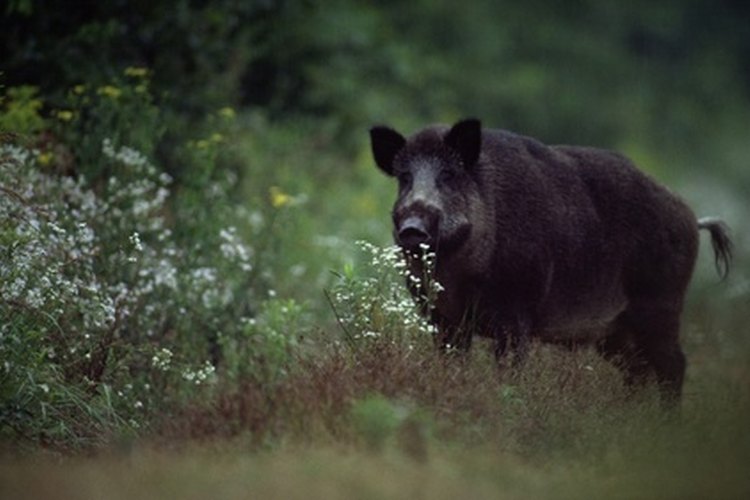 El jabalí es una de las muchas especies de animales que viven en las llanuras costeras.