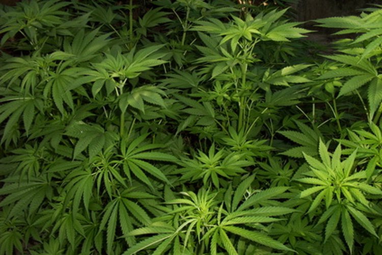 Las leyes sobre la marihuana médica en California pueden variar de condado a condado.