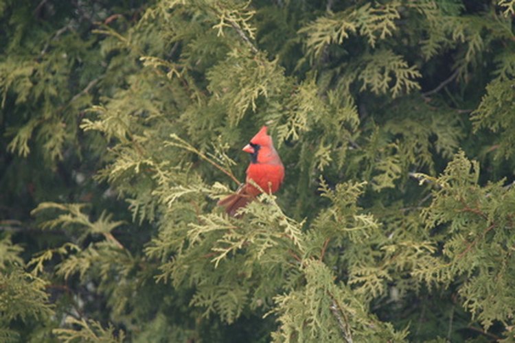 Un cardenal rojo brillante contrasta con el verde del bosque.