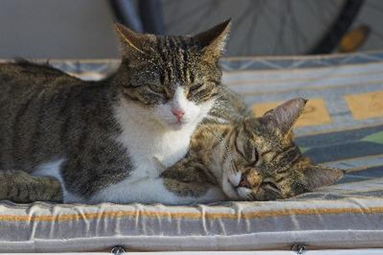 Para que tu gato se recupere de la insuficiencia renal, debes alimentarlo con comida hecha en casa.