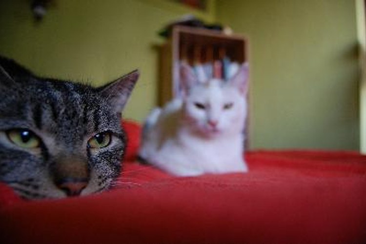 El retraso mental en los gatos ocurre de vez en cuando.