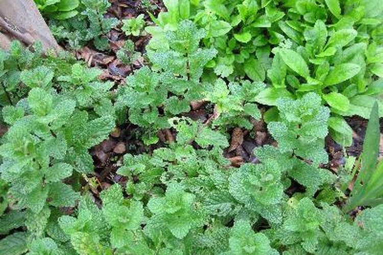 Añáde un manojo de hojas de menta a la tiña para un baño refrescante.