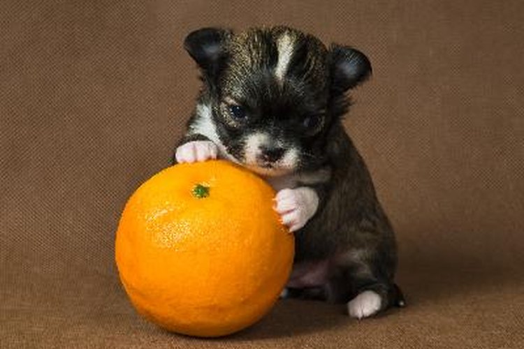 El recuento bajo de glóbulos blancos en perros puede deberse a una serie de afecciones.