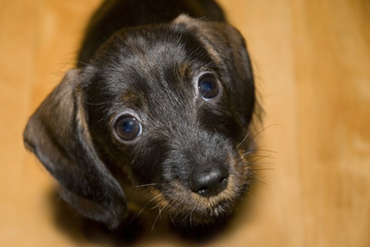 El peso de un perro está directamente relacionado con su salud.