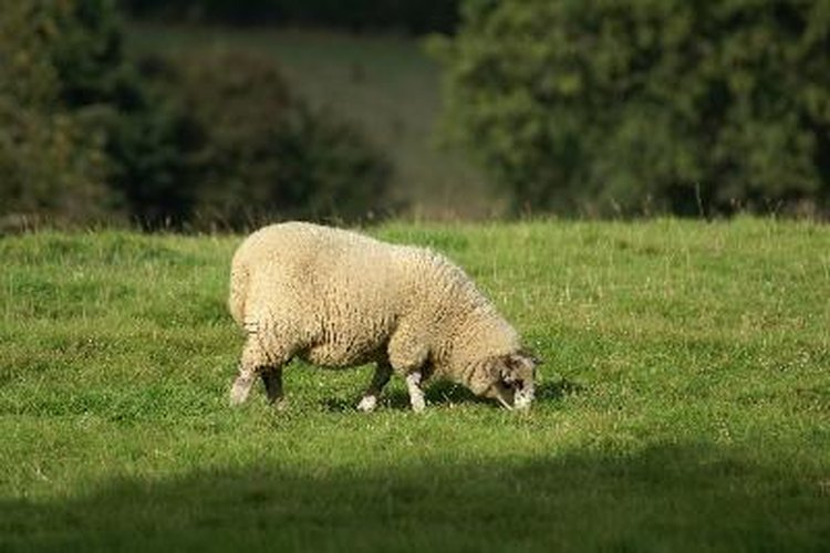 La oveja perdida.