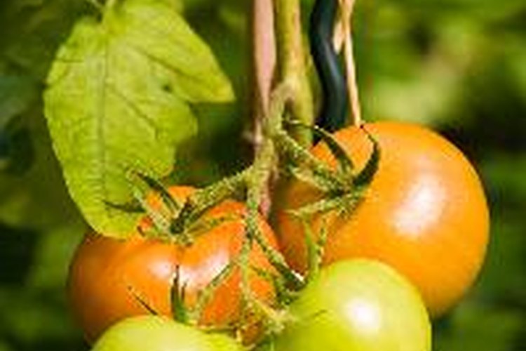 Planta de tomates.