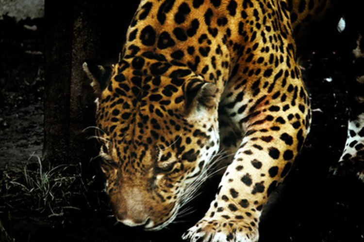 Los jaguares se mueven en silencio y rápidamente en la selva hacia la presa.