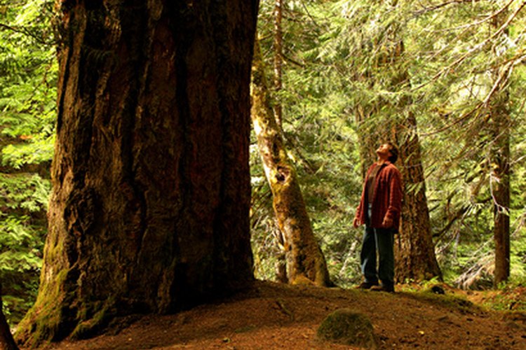 La carrera como naturalista puede incluir el trabajo en parques nacionales o estatales.
